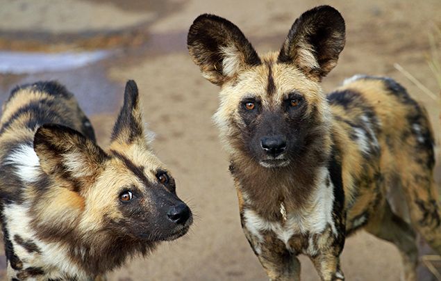 wild dogs